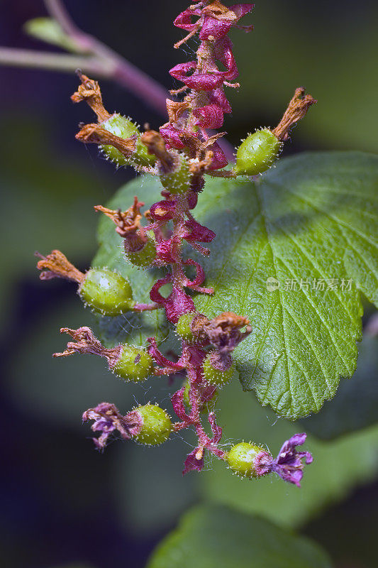 粉红色花流，开花醋栗，红花醋栗，红开花醋栗，或红醋栗，Ribes sanguieneum glutinsum, Psimo海滩国家公园，加利福尼亚州。茶藨子科。